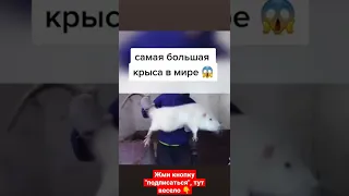 самая большая крыса в мире  #shorts #tiktok #мемы #приколы #ржака #смешные #прикол #заработок