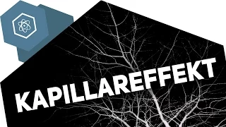 Kapillareffekt – Wie trinken Pflanzen?