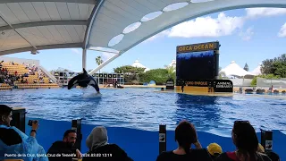 Orca Show, Loro Parque, Santa Cruz de Tenerife, Loro Park