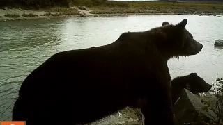 Brown Bear clicking teeth