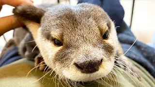 ダイエットに成功したものの、皮がたるんでしまったカワウソ [Otter life Day 481]