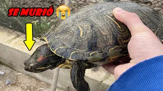 The 5 dumb mistakes that will make your turtle die!!