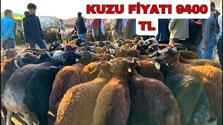 AĞRI HAYVAN PAZARINDA HAYVAN FİYATLARI