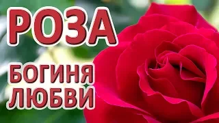 Прекрасные  Розы // Очень красивая музыка для души / Шикарные розы в саду видео 4к Nikon d500