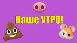 НАСТОЯЩЕЕ УТРО МОРСКИХ СВИНОК / НАША РЕАЛЬНАЯ ЖИЗНЬ