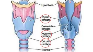 Overview of the Neck (2) - Viscera of the Neck - Dr. Ahmed Farid