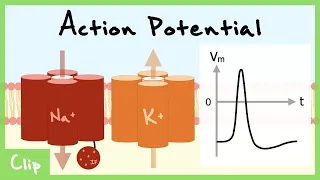 Action Potential Propagation And The Refractory Period Explained (Relative and Absolute) | Clip