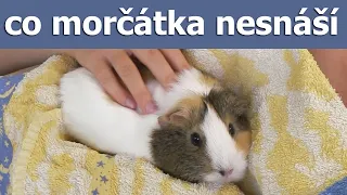 10 Věcí které morčata nesnáší