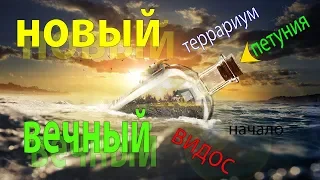 вечный террариум НАЧАЛО