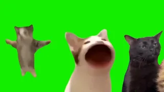 Memes cat template green screen free