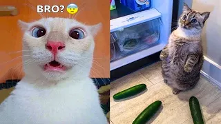 Funniest Animals - Best Of The 2021 Funny Animal Videos #59