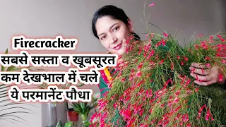 Firecracker or Russelia Plant-care सबसे सस्ता खूबसूरत व कम देखभाल में तेजी से चलने वाला परमानेंट पौध