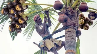 Toddy Palmyra Fruit Harvesting and Processing - India Agriculture Tradition - Palmyra Palm Jaggery