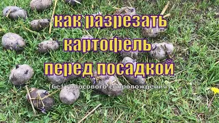 Как разрезать картофель перед посадкой. Режу картошку на посадку.