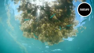 Drowning in seaweed: How to stop invasive Sargassum