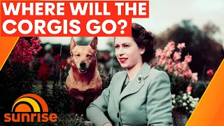 The Royal Corgis: How the Queen fell in love and where they will go now. | Sunrise