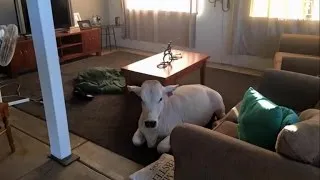 Cow Sneaks Into Owner's House and Gets Comfortable Waiting In Living Room