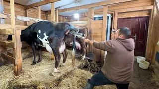 Кого родила корова? Залез в корову чтобы достать теленка! Наша ферма! Жизнь простых людей в деревне!