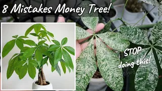 8 MISTAKES SA PAG-AALAGA NG MONEY TREE! || Pachira Aquatica Problems