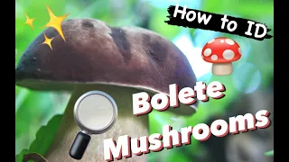 How to Identify Bolete Mushrooms: 5 Steps to ID