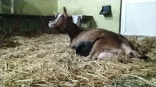 Малыши🐤Самый долгожданный ОКОТ козы ДАРЬИ🐐Дойка🤠Вымя КОЗЫ без сухостойного периода🍼 Кормление КОЗЛЯТ