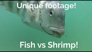 Fish vs Shrimp! Close up underwater cam in HD.