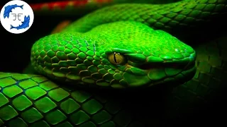 15 Most Venomous Animals on Earth