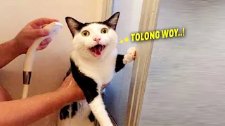 TAHAN TAWA.!😂 Video Kucing Lucu Banget Bikin Ngakak Pas Lagi Mandi ~ Video Kucing Lucu Tiktok Viral