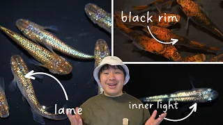 【LET'S LEARN】Medaka Feature（lame, inner light, outer light, black rim）