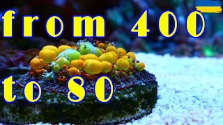 my new mini reef | reef tank 80 | з більшого до меншого