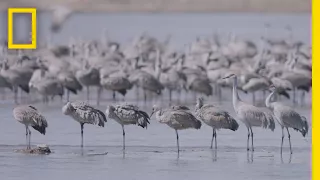 Thousands of Cranes Take Flight in One of Earth's Last Great Migrations | National Geographic