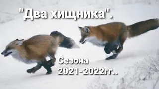 #Охота на лису. "Два хищника сезона" 2021-2022гг... #охота#охотаналис