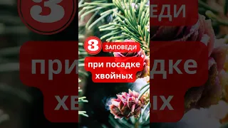 Три заповеди хвойного сада на 6 сотках