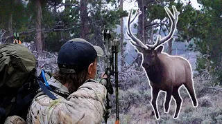 BULL RIGHT OFF THE ROAD?! - Colorado OTC Archery Elk Hunting