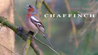 Bird sounds. Chaffinch singing and chirping in spring