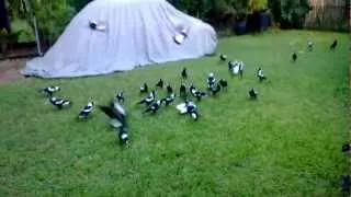 The Magpie Whisperer