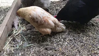 Treating Egg bound Hen- recovery 2