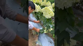 Beautiful Hydrangea Garden #satisfying #shortsvideo