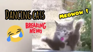 FUNNY DANCING CATS | 2020 COMPILATION