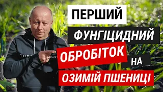 Перший фунгіцидний обробіток на озимій пшениці.