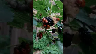 Нашествие божьих коровок 🐞🐞🐞 Облепили шелковицу