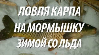 ПОДЛЕДНАЯ ОТЛИЧНАЯ РЫБАЛКА НА КАРПА ЗИМОЙ НА МОРМЫШКУ В ПОДМОСКОВЬЕ