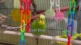 Cute Birb Says Peeka-Boo-Boo - Boba the Budgie - Talking Parakeet