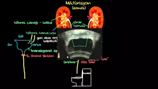 Ürinasyon: İdrara Çıkmak (Boşaltım Sistemi) (Sağlık Bilgisi ve Tıp)
