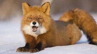 Beautiful Fox in World 2016 latest Video