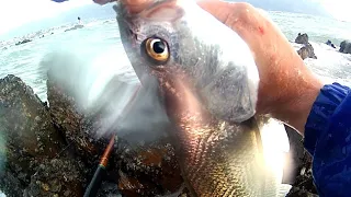 Catching Kob on Strand Reefs