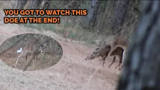 Alabama Buck breeds Doe in the wild TWICE!