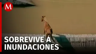 Rescatan a un caballo atrapado por las intensas lluvias en Brasil
