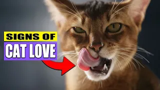 Hidden Things Cats Do When They Love You - Signs Of Love