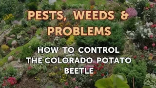 How to control the Colorado Potato Beetle